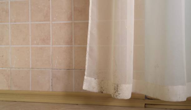 Best Black Mold Removal  in Allison Rk, PA