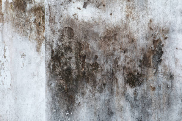 Trusted Allison Park, PA Mold Removal Experts