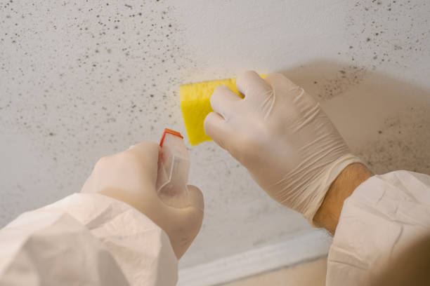 Best Mold Removal for HVAC Installations  in Allison Rk, PA